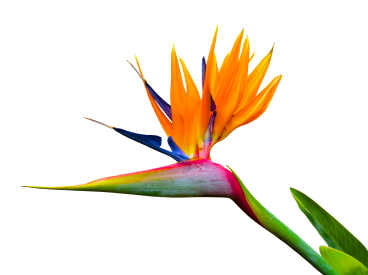 strelitzia plant